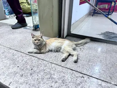 بسه شيرازيه ضايعه فشارع المطاعم في البوادي 0