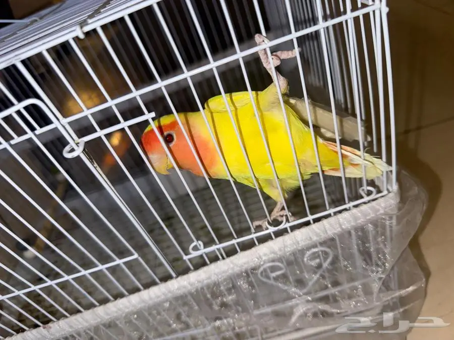 ببغاء روز 1