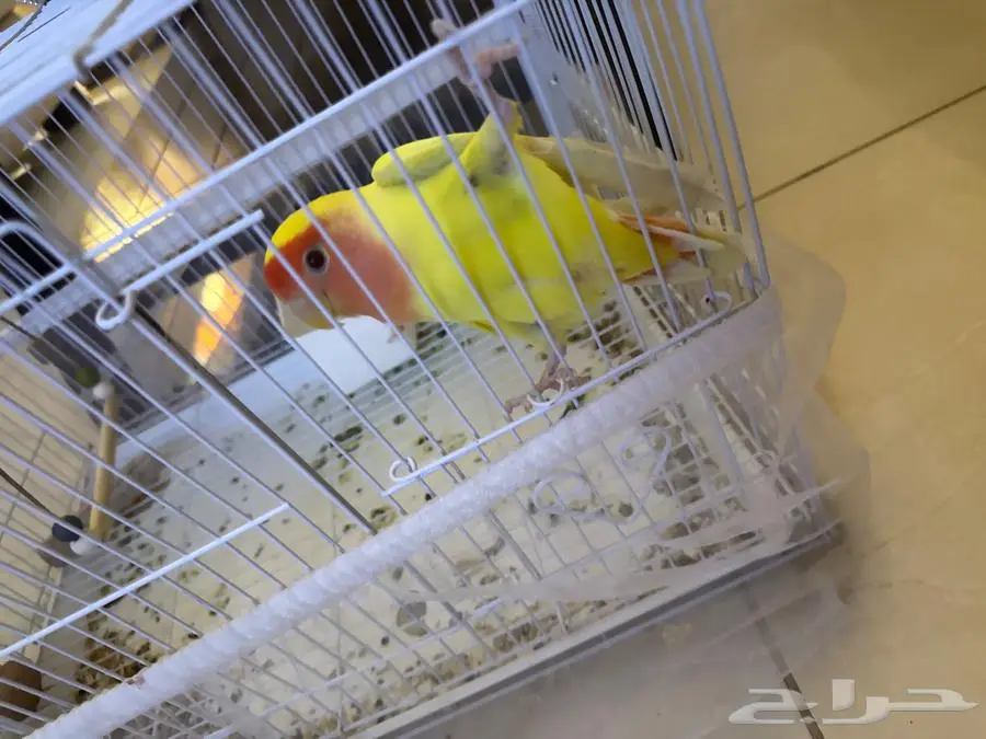 ببغاء روز 0