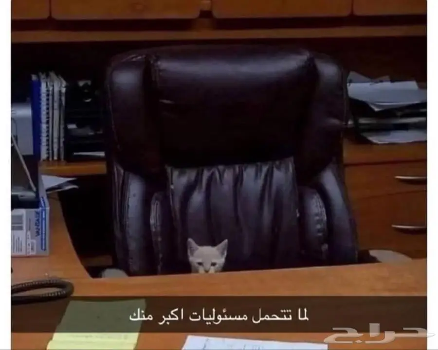 مطلوب شقة عمال في حي المنار 0