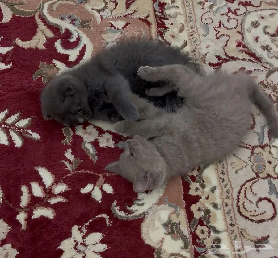 كيتن سكوتش فولد وستريت 4