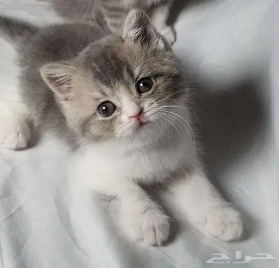 للبيع سكوتش 4