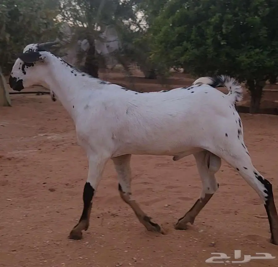 مشرع فحل بيشي امرخ فاخر 3