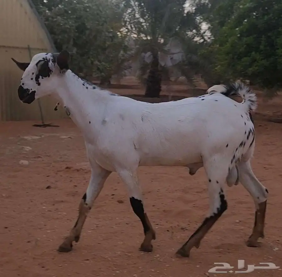 مشرع فحل بيشي امرخ فاخر 6