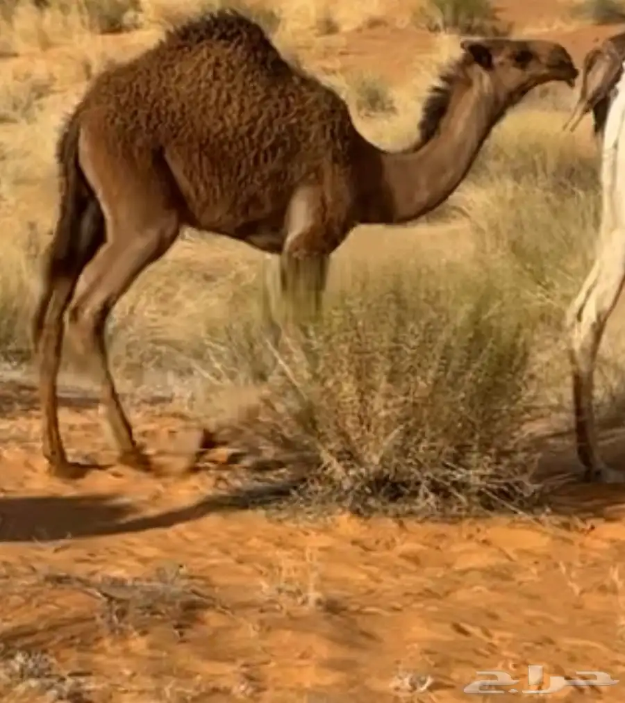 بكار صفر 3