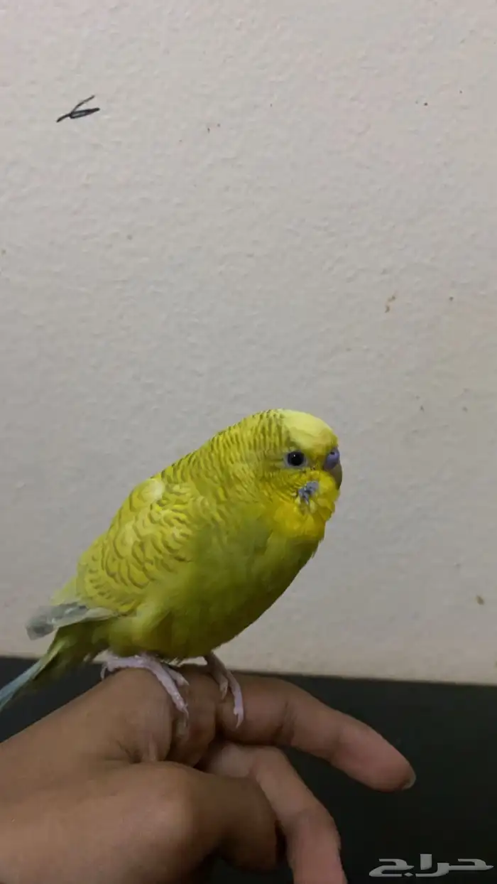 للبيع طيور كرووان 4