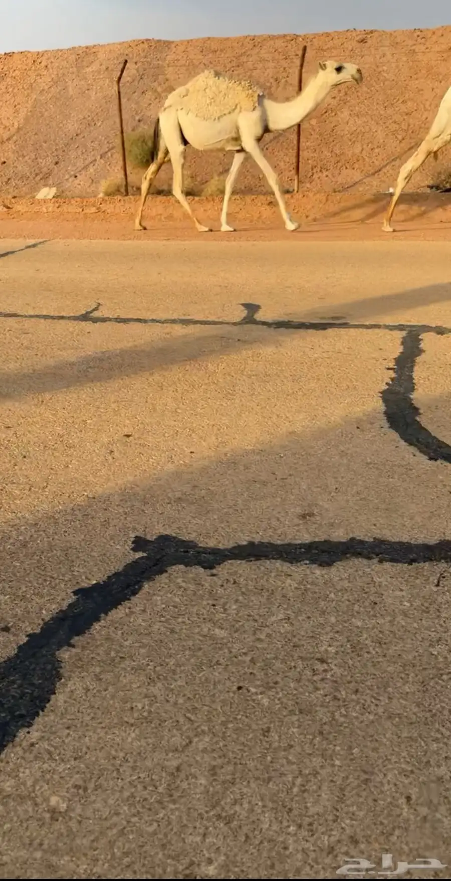 قعود جده بعير ابو عجاريد 0