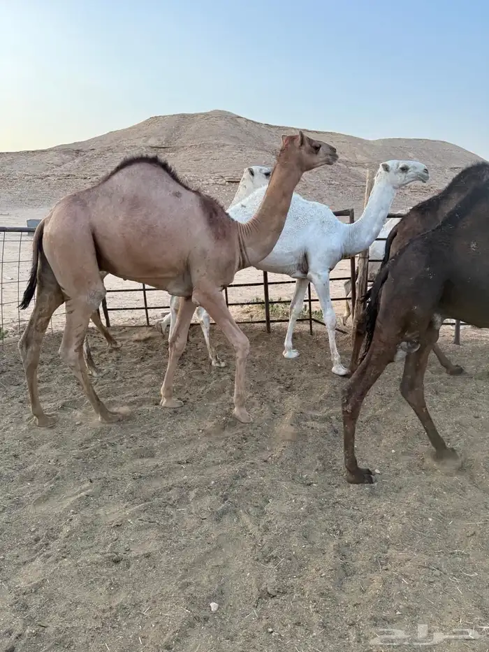 قعدان مفاريد سمان طيبه نواهي للمناسبات والزوجات العدد 9 3