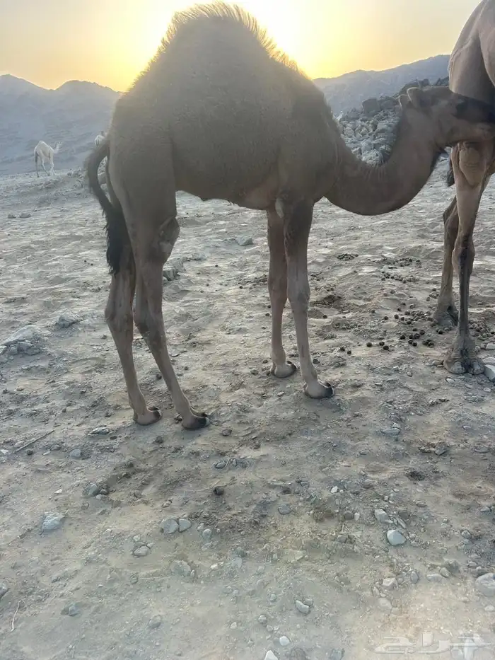 حشو للبيع 1