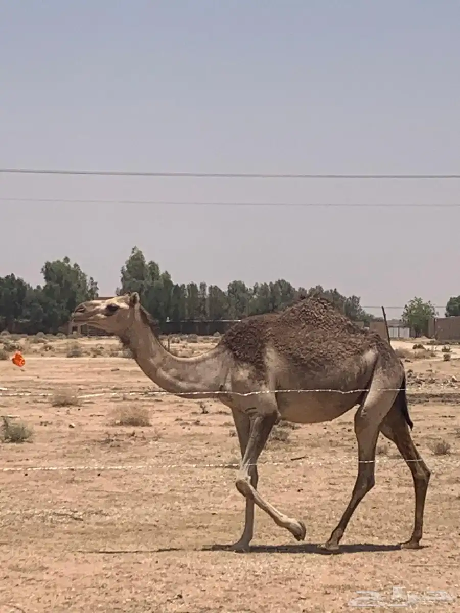 ابل هجن لقحه معها قعود طيب له أربع اشهر 1