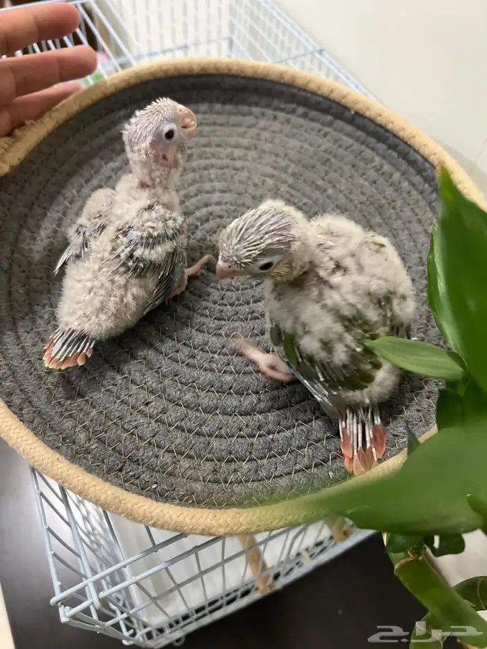 فروخ كنيور انناس غر تم البيع 0