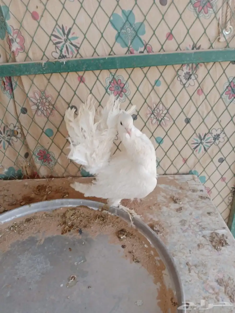 حمام فرنسي ودجاج للبيع 7