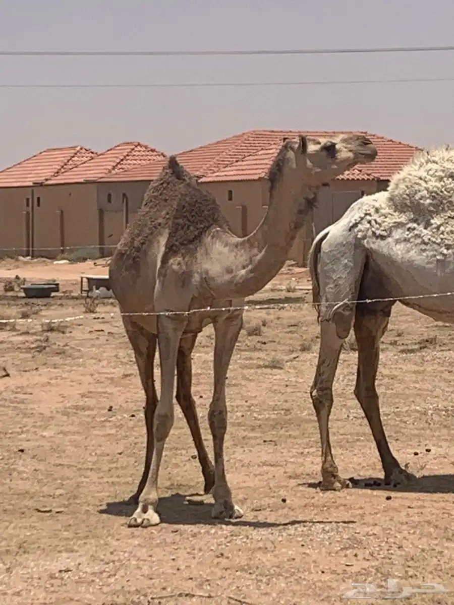 ابل هجن لقحه معها قعود طيب له أربع اشهر 4