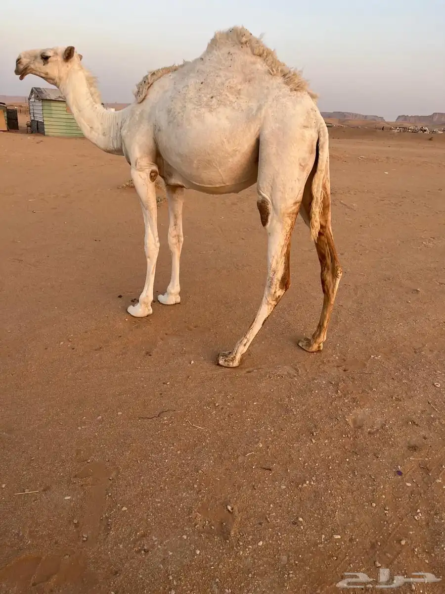 بكره القحه الطيبه. والاصل طيب والعضم طيب 0