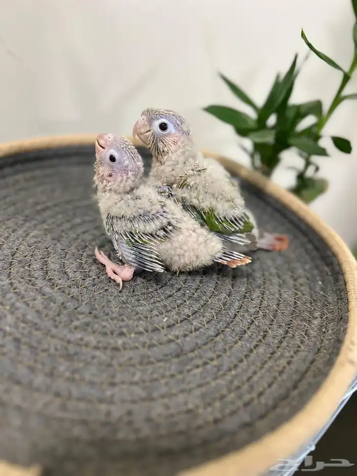 فروخ كنيور انناس غر تم البيع 1