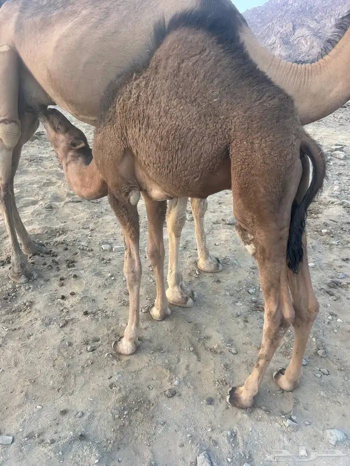 حشو للبيع 0