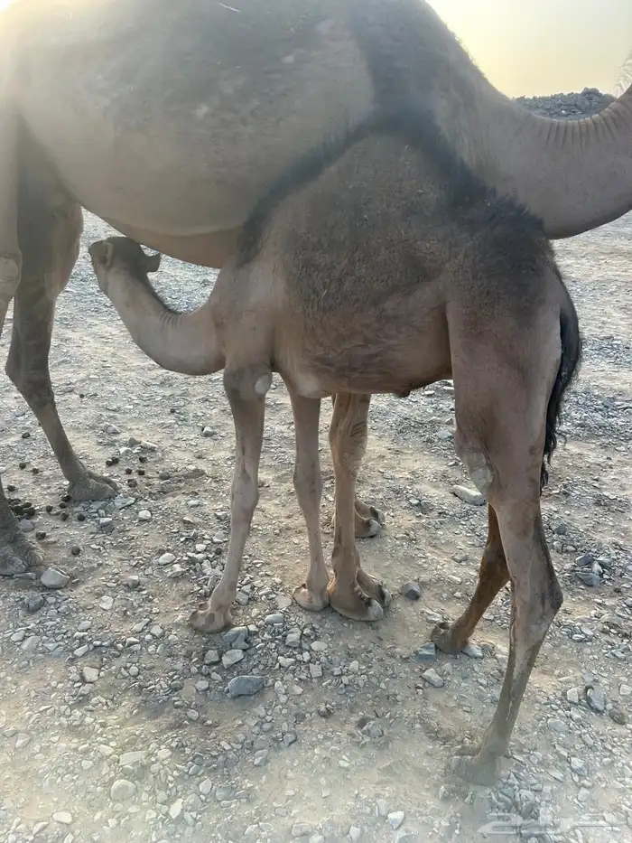 حشو للبيع 2