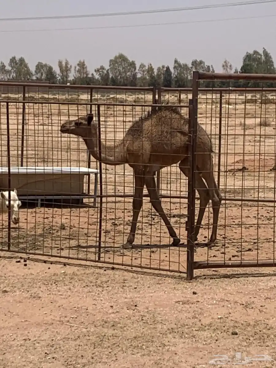 ابل هجن لقحه معها قعود طيب له أربع اشهر 3