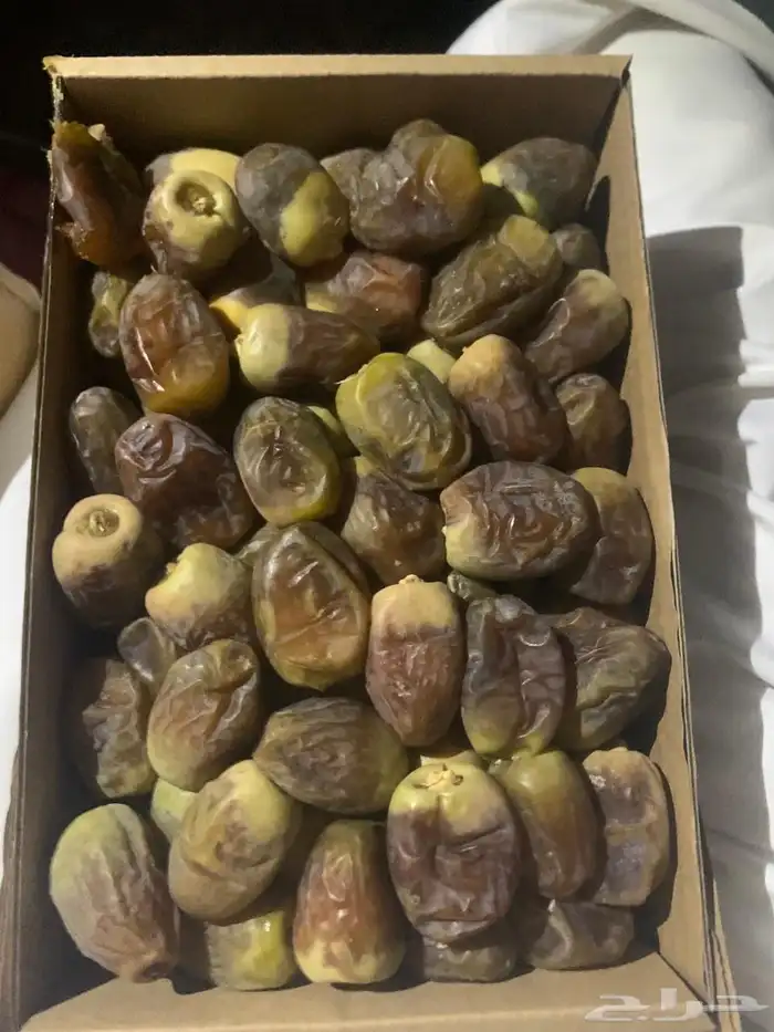 تمر رطب جمله 1