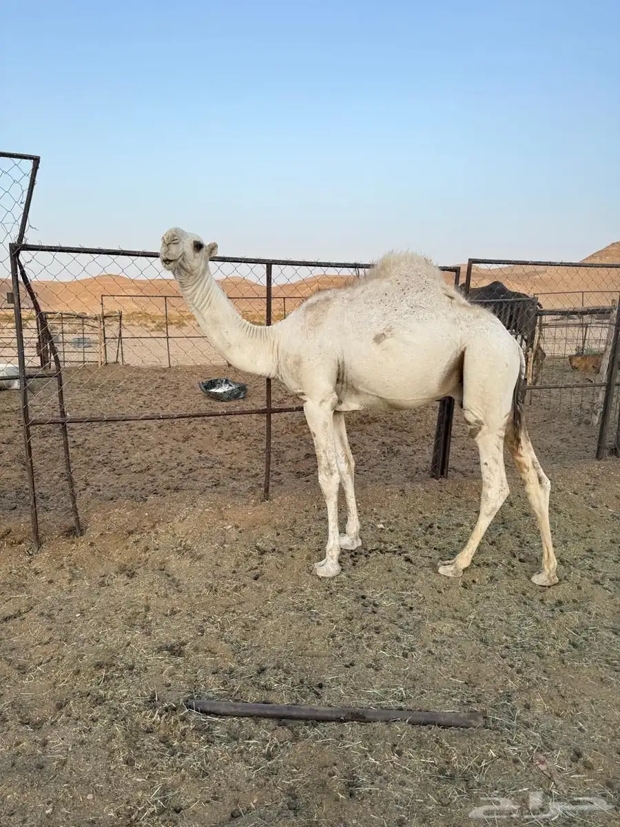 قعدان مفاريد سمان طيبه نواهي للمناسبات والزوجات العدد 9 8