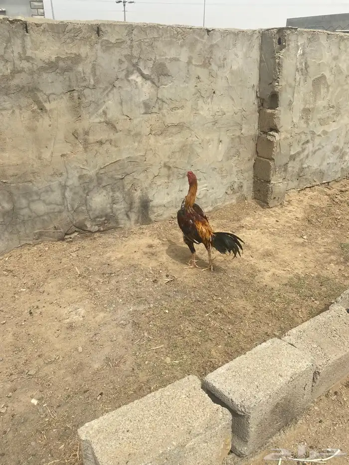 ديك ياباني للبيع المواقع محايل عسير 0