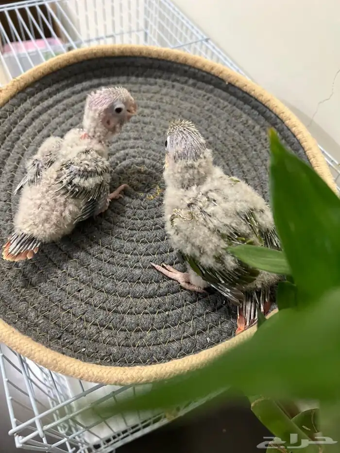 فروخ كنيور انناس غر تم البيع 2