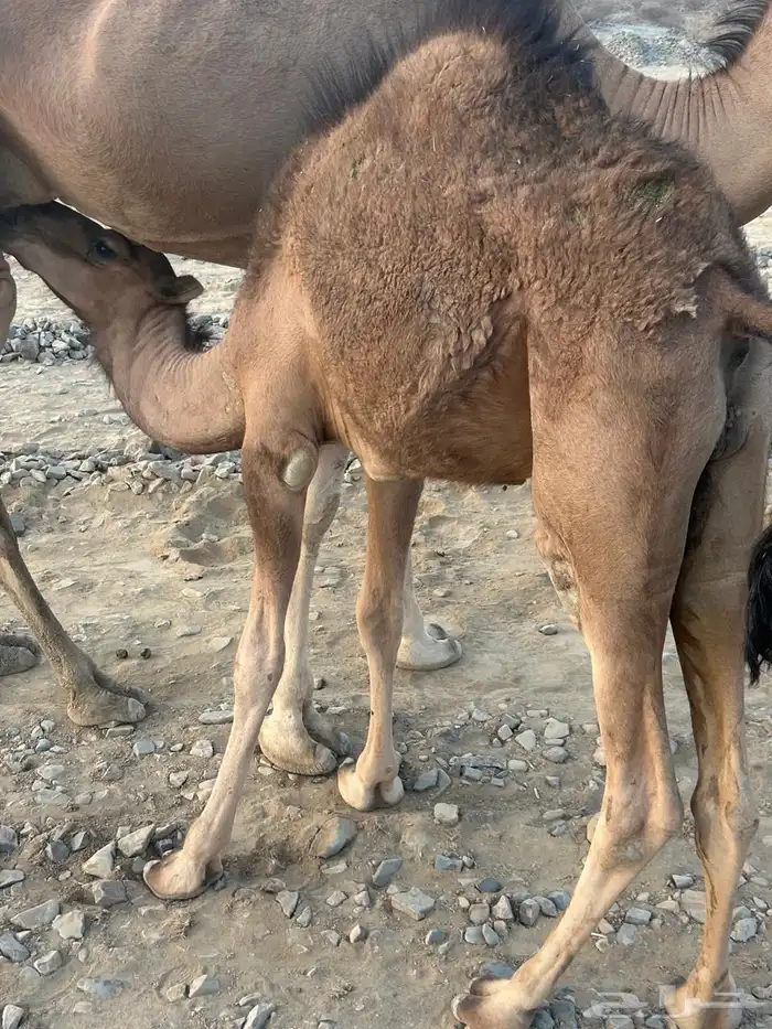 حشو للبيع 3