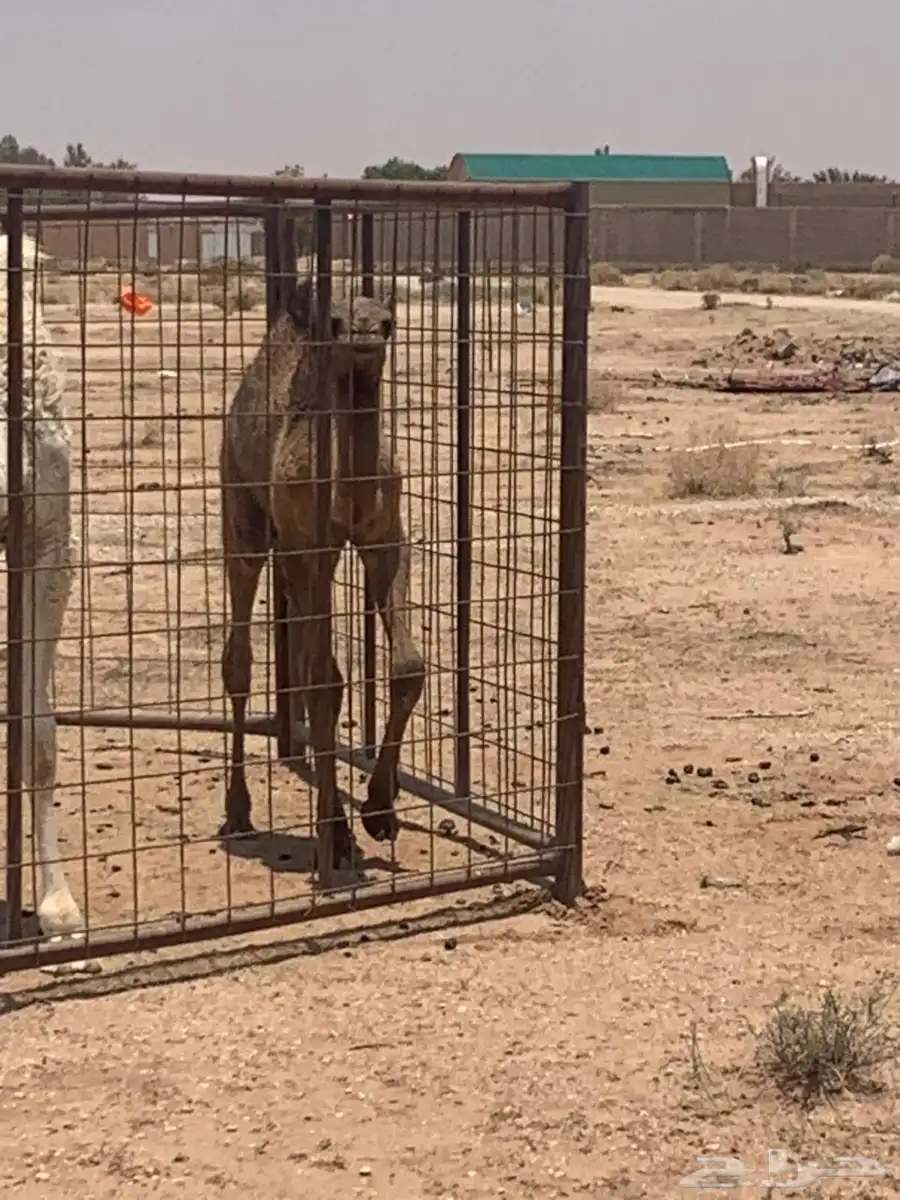 ابل هجن لقحه معها قعود طيب له أربع اشهر 6