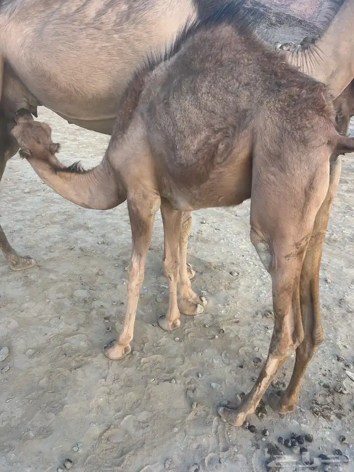 حشو للبيع 4