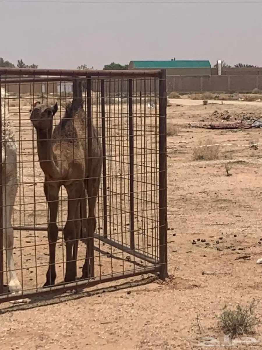 ابل هجن لقحه معها قعود طيب له أربع اشهر 2