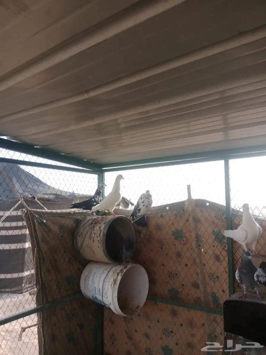 حمام فرنسي ودجاج للبيع 2