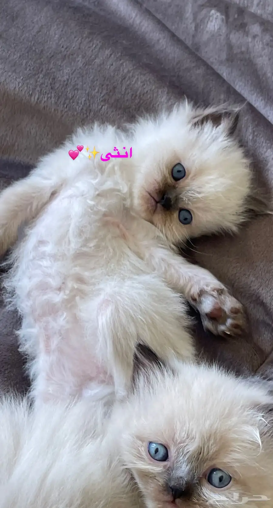 كتن هملايا بيور عمرهم شهر و9 ايام 2