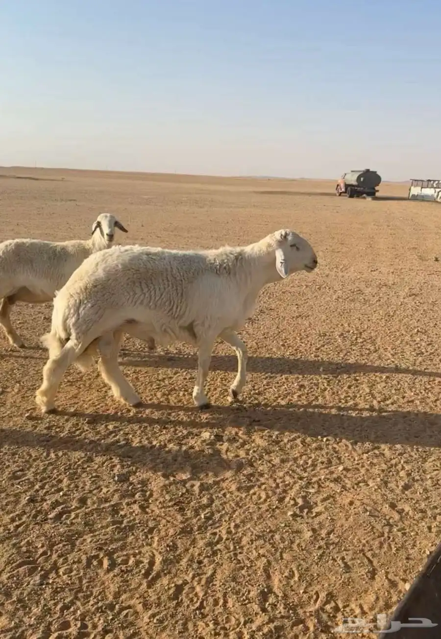 طلي حري صنف 1