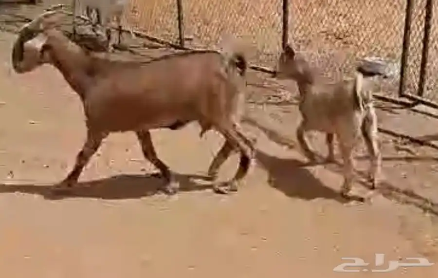 معزاء للبيع 3
