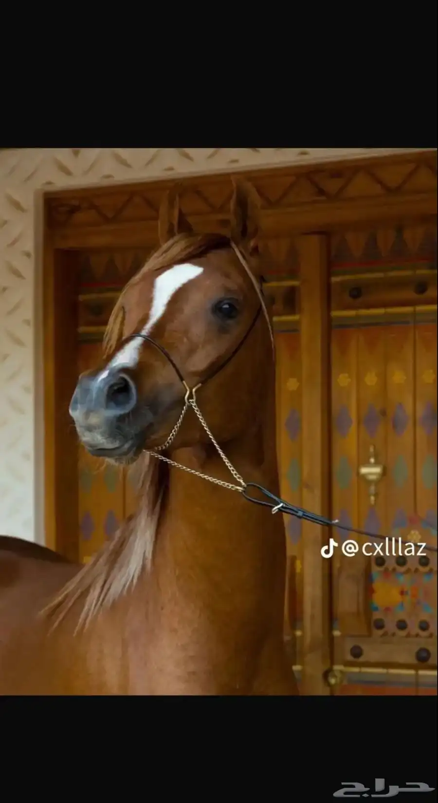 أيواء خيل سبق و رمك في رماح 0