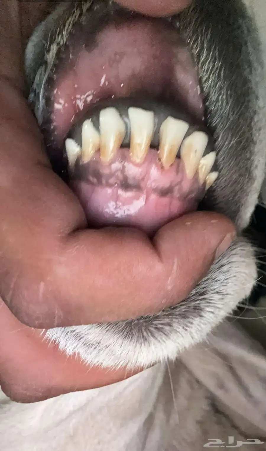 طلي حري صنف 0