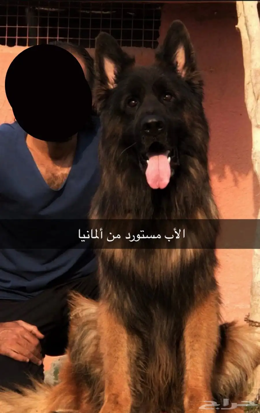 جيرمن شيبرد 5