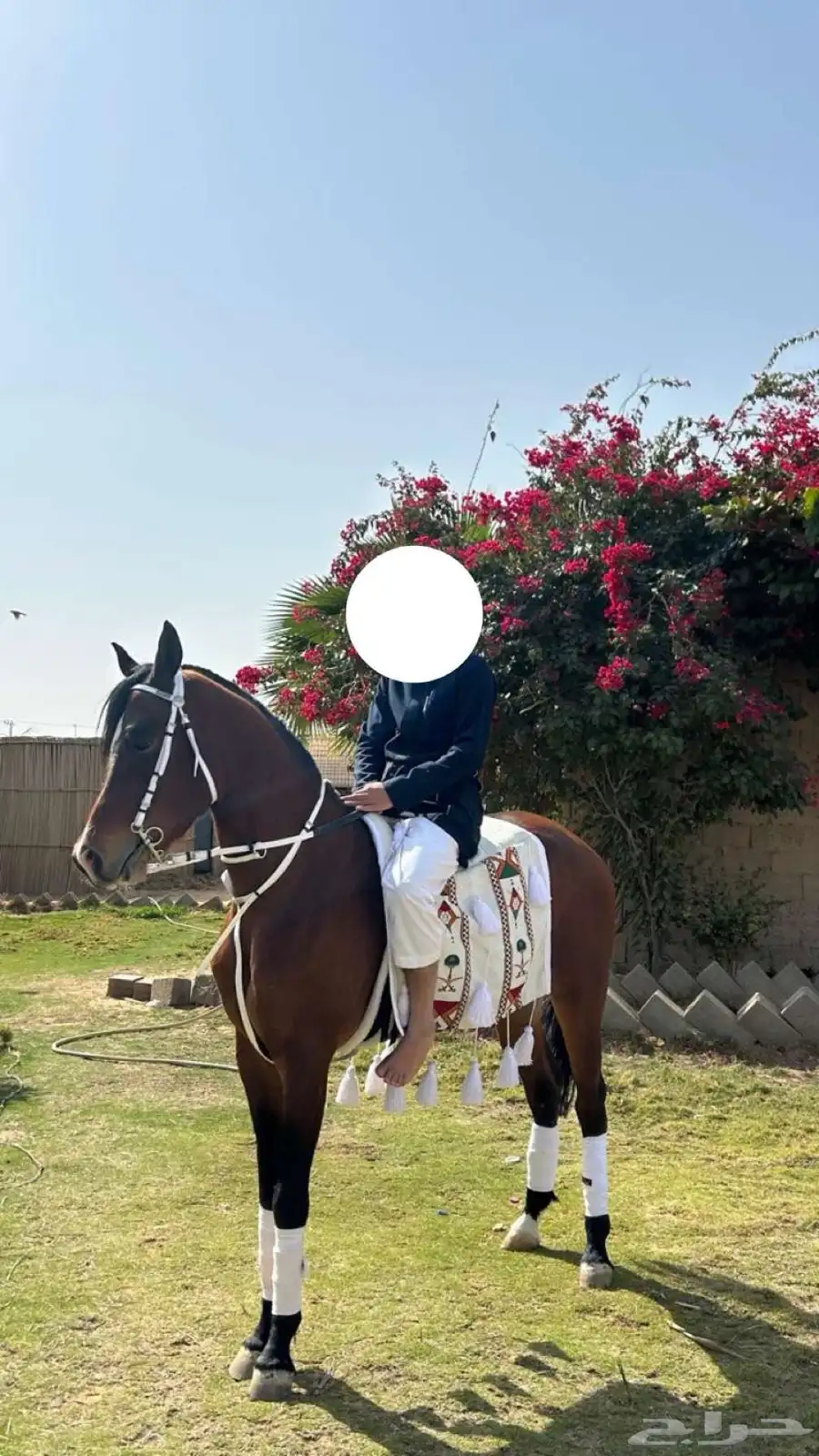 حصان ابوه واهو وامه واهو . 1