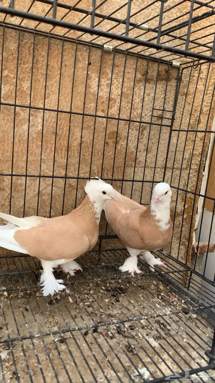 حمام دونك قلاب 3