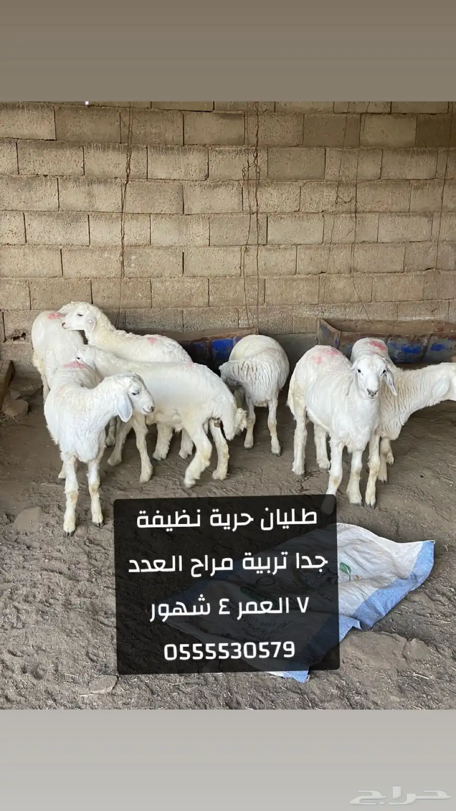 طليان حرية للبيع تربية مراح العمر 4 شهور 0