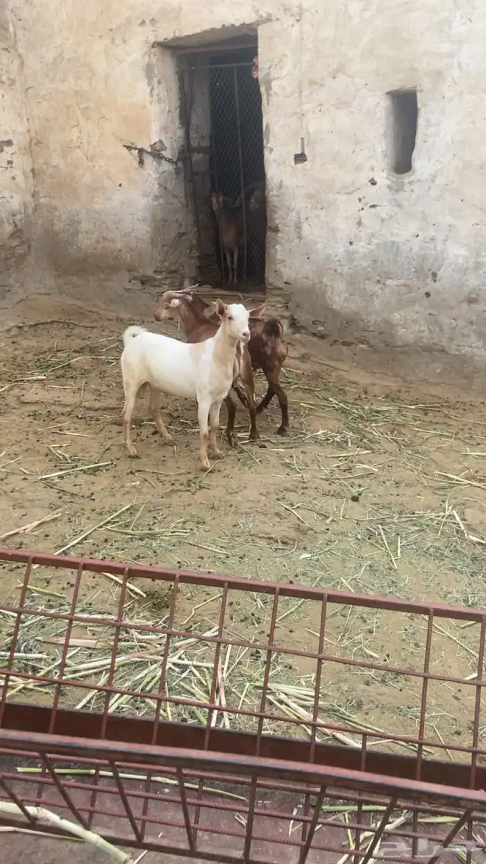 تيوس جذعان 1