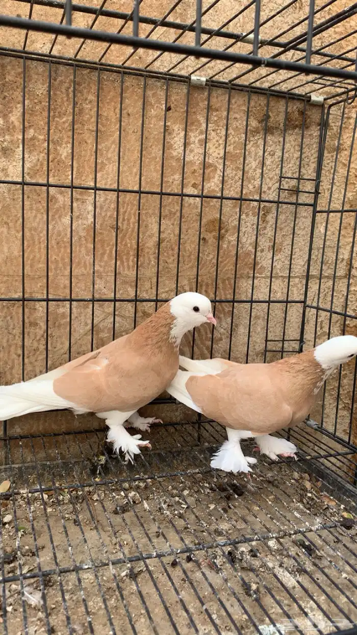 حمام دونك قلاب 4