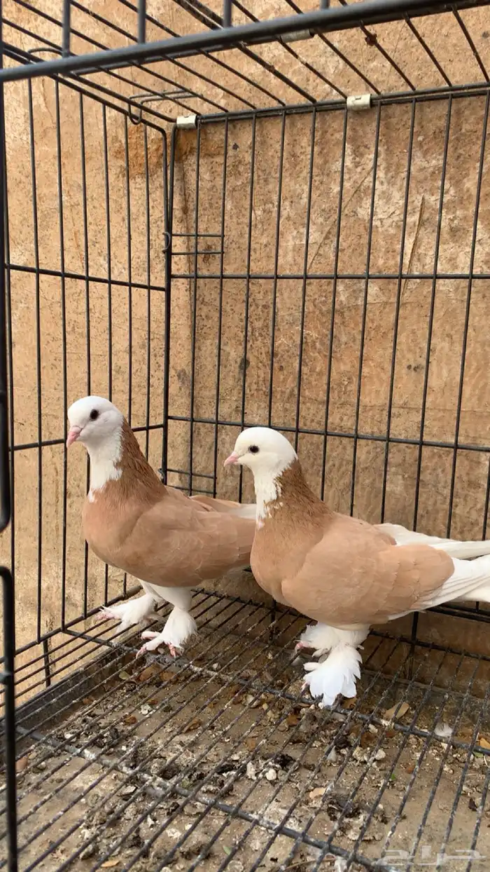 حمام دونك قلاب 0