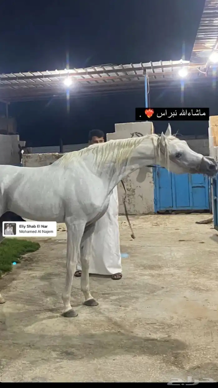 حصان فحل منتج 1