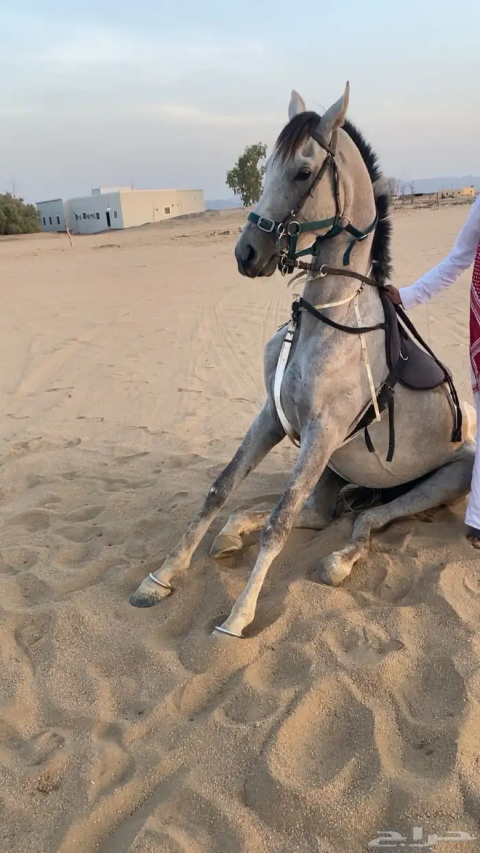 حصان شعبي شيييخ 2