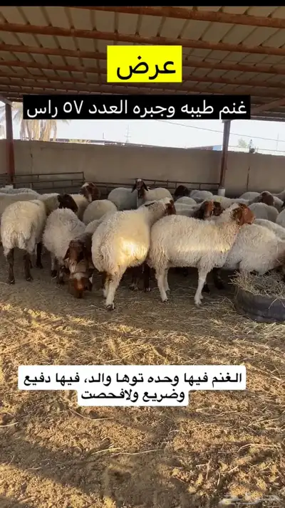 غنم نعيم فاخره 2