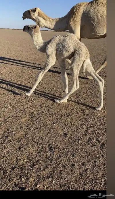 قعود باتلي 2