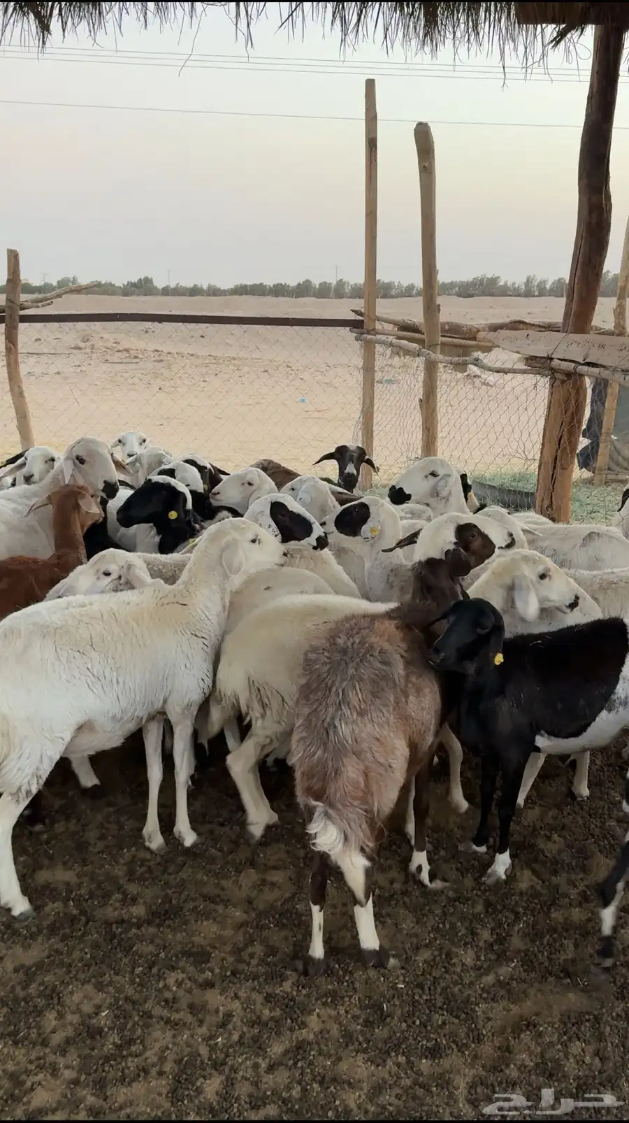 غنم العدد حوالي 34 بفحلها يتبعها حوالي 10 والباقي اكثر دفيع 2