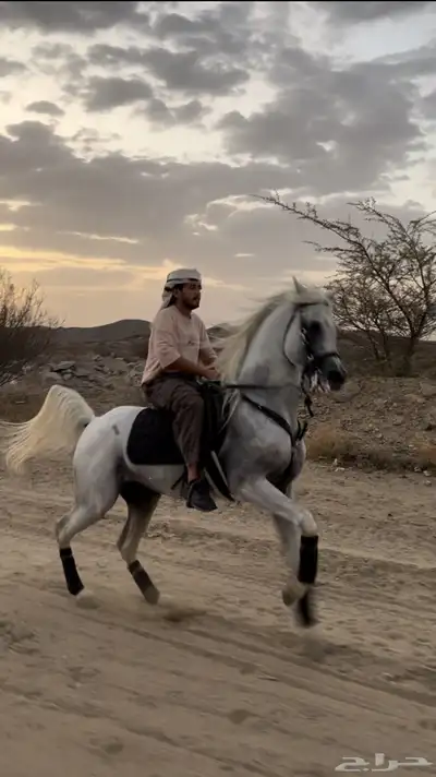حصان شعبي فاخر 0