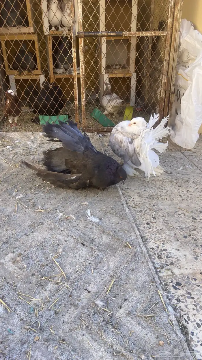 حمام رقاص جوز للبيع 1